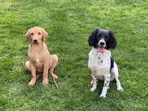 4 Great ways to keep your Dog Cool this Summer